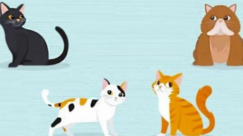 Test de personalidad: conoce cómo eres realmente en el amor escogiendo un gato