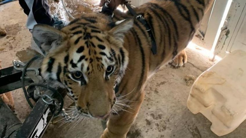 Identifican en la Pensil a mujer acusada de vender tigres blancos y animales en peligro de extinción en redes