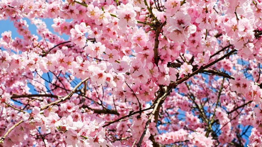 1O cosas que no sabías de Hanami, el festival de los cerezos en Japón