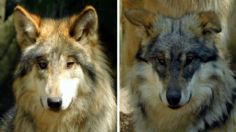 Mueren dos jóvenes lobos mexicanos del Zoológico de Chapultepec; la causa podría ser una falla renal