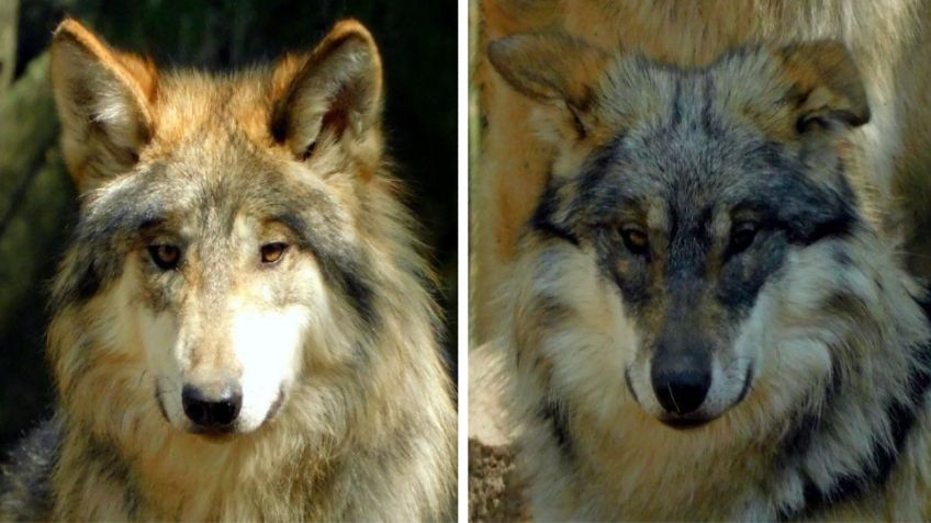 Mueren dos jóvenes lobos mexicanos del Zoológico de Chapultepec; la causa podría ser una falla renal