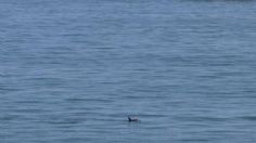 Aseguran que la reducción de pesca podría salvar a la vaquita marina