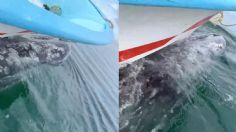 Ballena gris sorprende a turistas al cargar el bote sobre su espalda: “Nos está llevando de paseo” | VIDEO