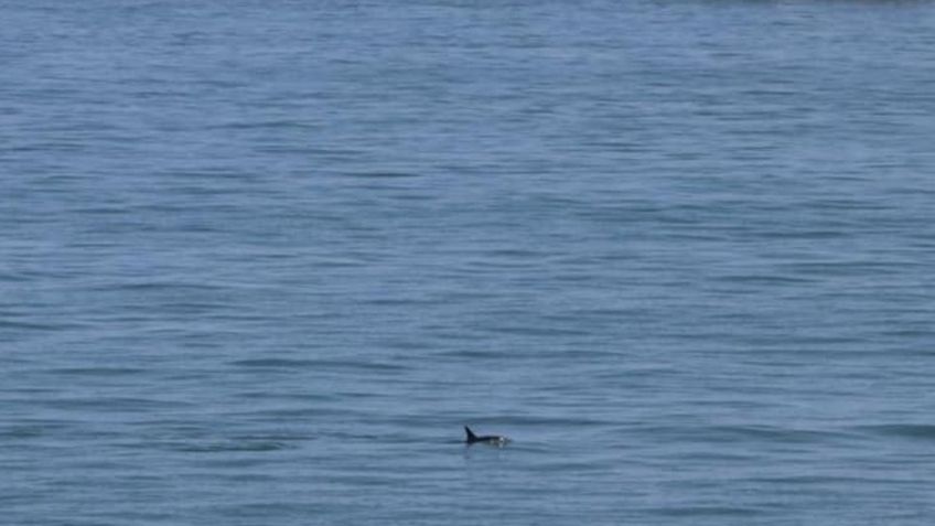 Aseguran que la reducción de pesca podría salvar a la vaquita marina