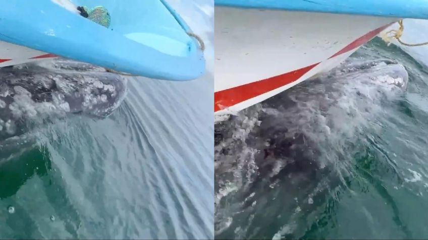 Ballena gris sorprende a turistas al cargar el bote sobre su espalda: “Nos está llevando de paseo” | VIDEO