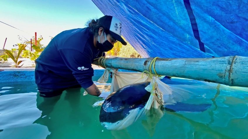 ¡Fe en la humanidad! Habitantes de Yucatán salvan a una orca pigmea