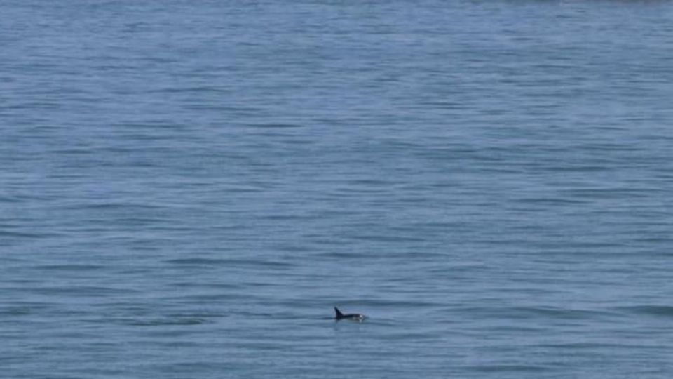 Especialistas calculan que sólo quedan alrededor de 10 ejemplares de la vaquita