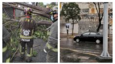 Fuertes lluvias en la CDMX causan estragos: hay caída de árboles, bardas y choques | FOTOS Y VIDEO