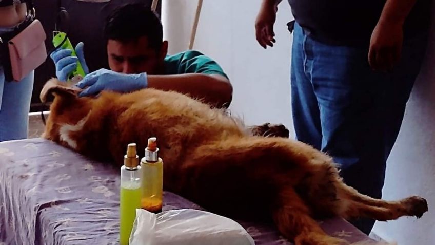 Maltrato animal: dejan ciego a perrito y lo abandonan en calles de Tabasco