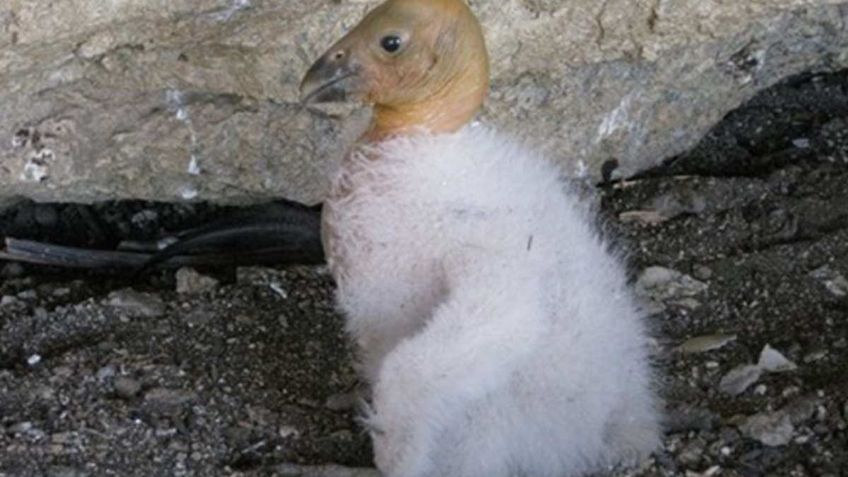 Zoológico de Chapultepec tiene un nuevo inquilino: una cría de cóndor de California