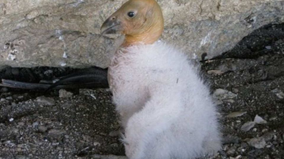 El animalito recibe los cuidados necesarios