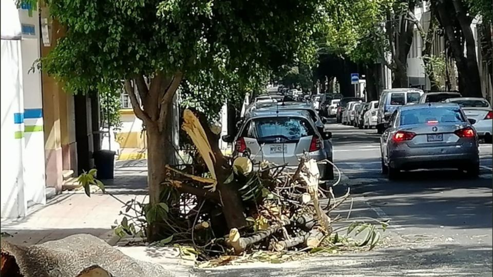 La Ciudad de México en un lapso de prácticamente 20 años, ha perdido 26 hectáreas de bosque primario.