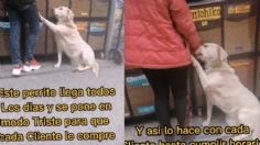 VIDEO: Perrito se pone en "modo triste" para pedir galletas y es viral en TikTok