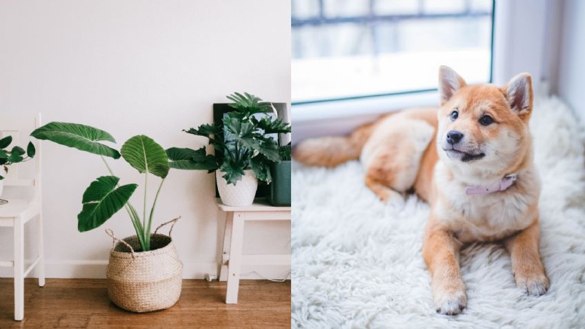 ¡Cuida a tu perro! Estas son las 5 plantas que NO debes tener en casa para evitar poner en riesgo su vida