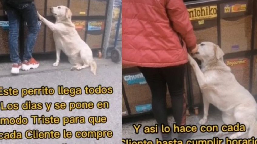 VIDEO: Perrito se pone en "modo triste" para pedir galletas y es viral en TikTok