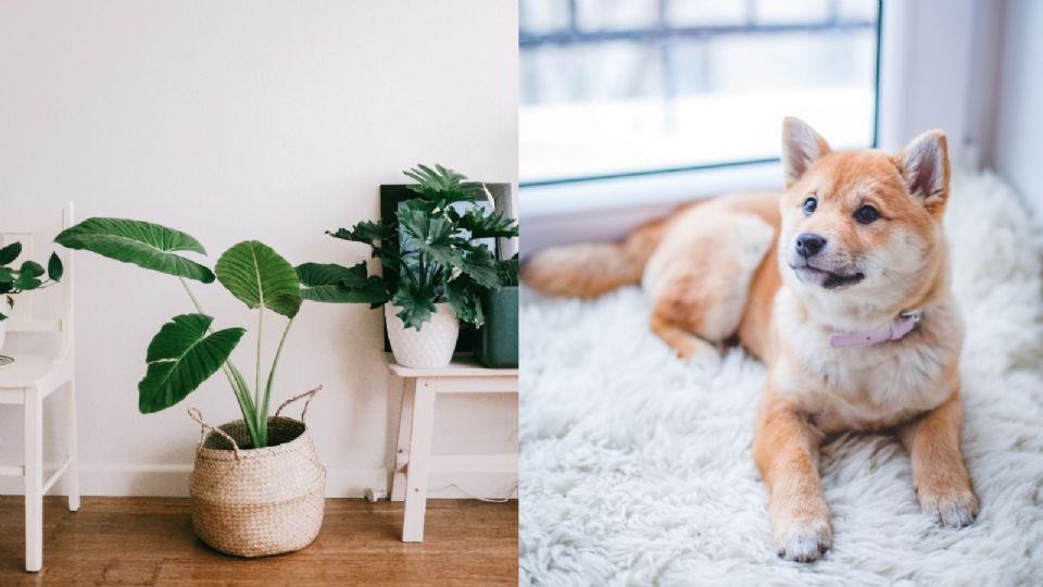 Si tienes un lomito en casa debes tener cuidado de no tener estas plantas.