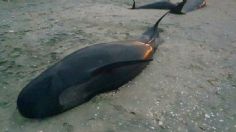 Las impactantes imágenes de casi 30 ballenas muertas al quedar varadas en Nueva Zelanda | FOTOS