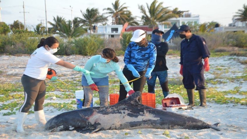 Tres orcas pigmeas y un delfín recalaron en menos de una semana en Yucatán