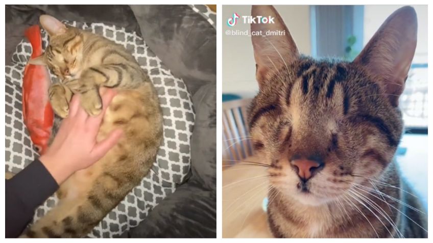 Dmitri, gatito sin ojos que es una estrella en TikTok demuestra que los límites no existen: VIDEO