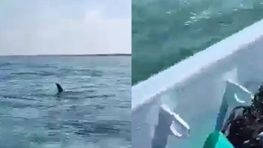 Familia vive momentos de angustia luego de que tiburones se acercaron a la lancha donde viajaban | VIDEO