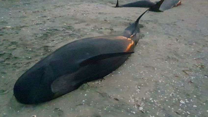 Las impactantes imágenes de casi 30 ballenas muertas al quedar varadas en Nueva Zelanda | FOTOS