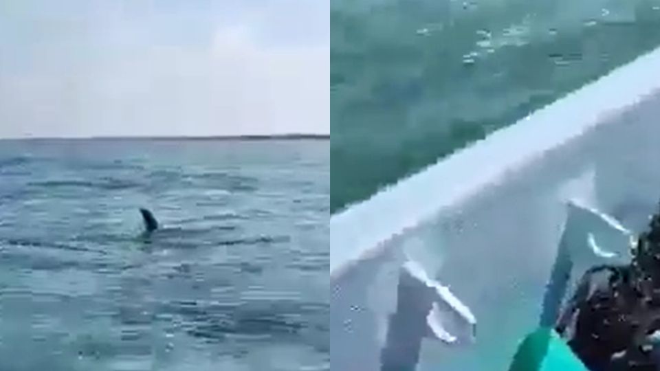 Un par de tiburones se acercó a una lancha donde viajaba una familia que se encontraba de vacaciones