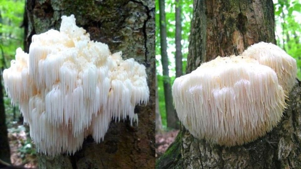 La melena de león es un hongo comestible que crece en troncos de árboles de madera dura (Foto: Especial)