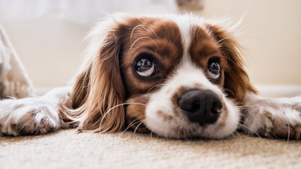 el cuidado del pelo del perro es importante para su higiene