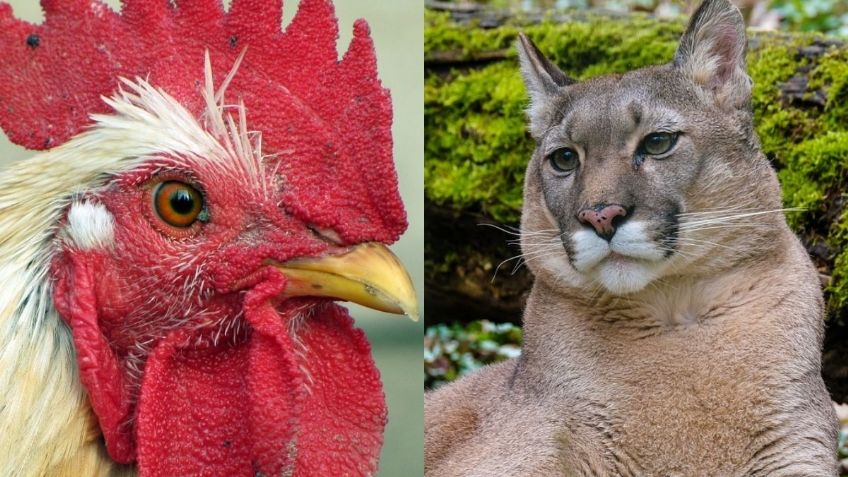 'Agarren al michi': Puma se cuela al patio de una casa y devora a las gallinas del lugar | VIDEO