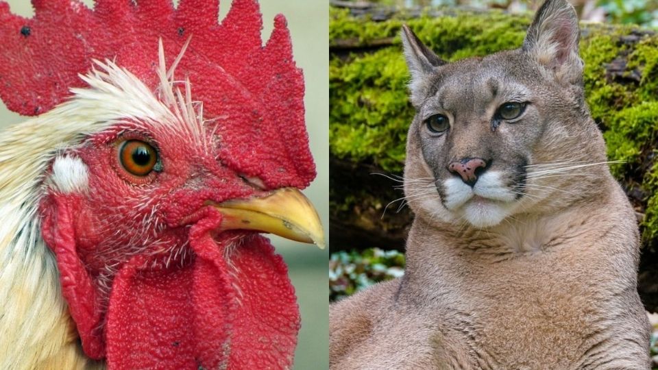 'Trae hambre', se escucha decir a uno de los testigos de la intromisión del puma