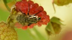 Así puedes eliminar de manera eficaz la mosca de la fruta de tu hogar