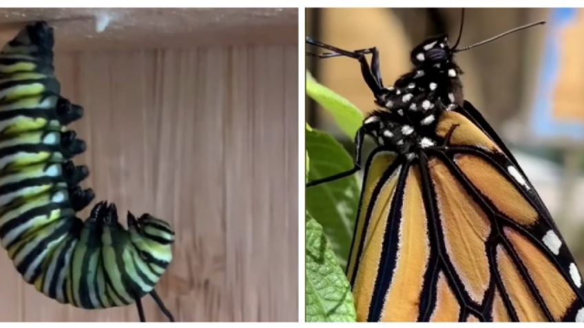 ¡Hermoso! Así se convierte una oruga en mariposa | VIDEO