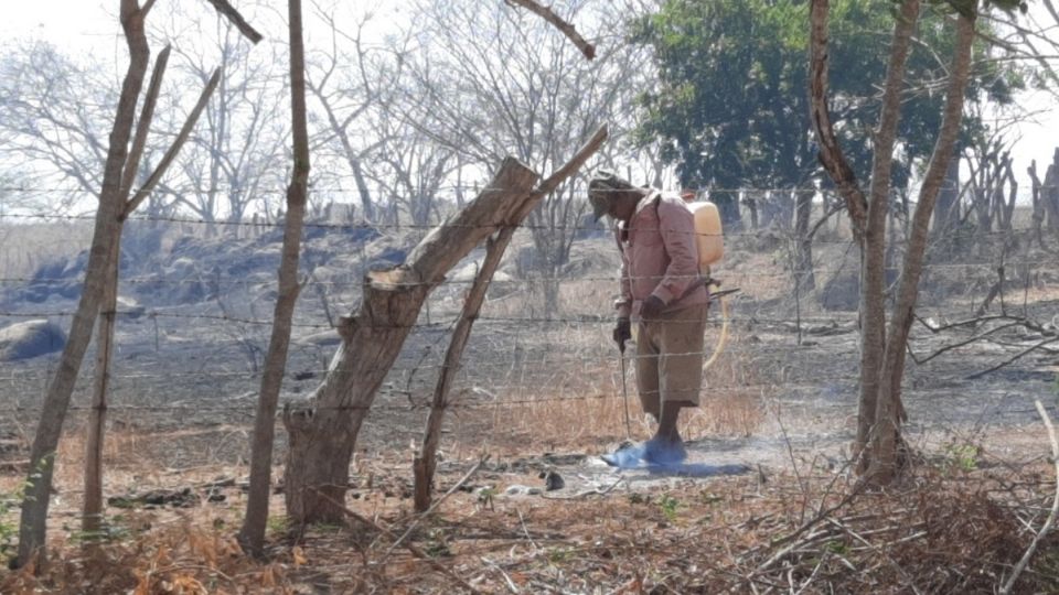 Falta de agua daña cultivos de comunidades; algunas pagan pipas (Foto: Especial)
