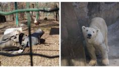 Piden salvar animales del Zoológico de Ucrania que fue bombardeado y ya no tiene empleados