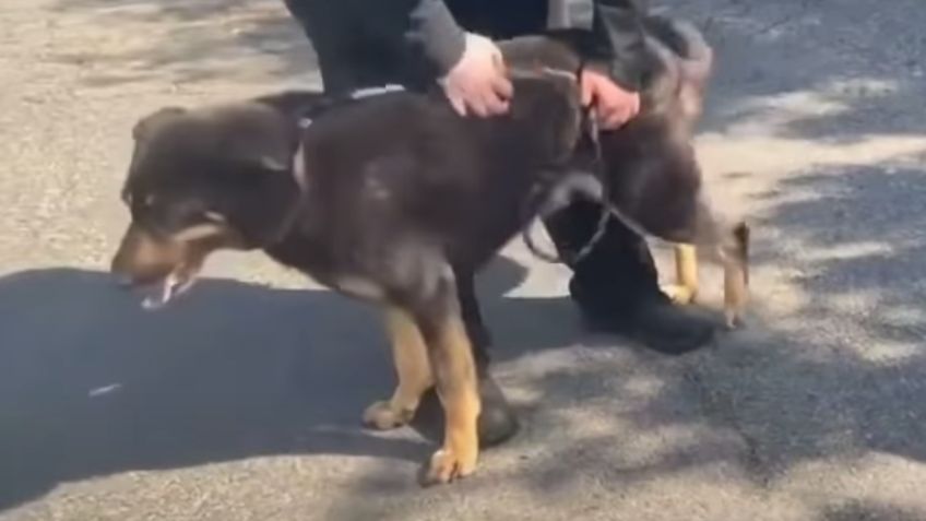 ¡Por ser gay! Dueños abandonan a su perrito en un refugio de animales