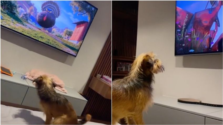 TikTok I Perrito ve película animada y su reacción se hace viral: “Le tiene miedo al pavo”