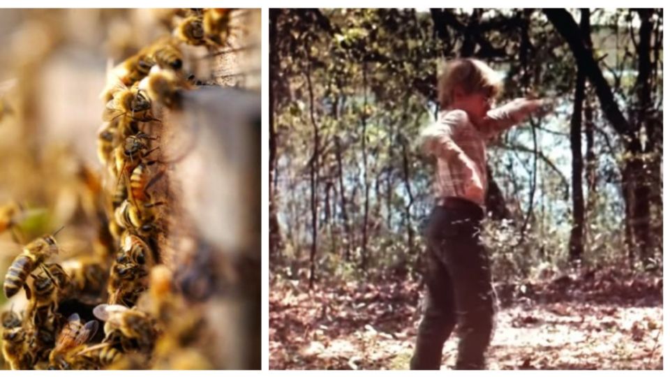 En esta caso sí hubo una víctima mortal por un ataque de abejas 
FOTO: Especial