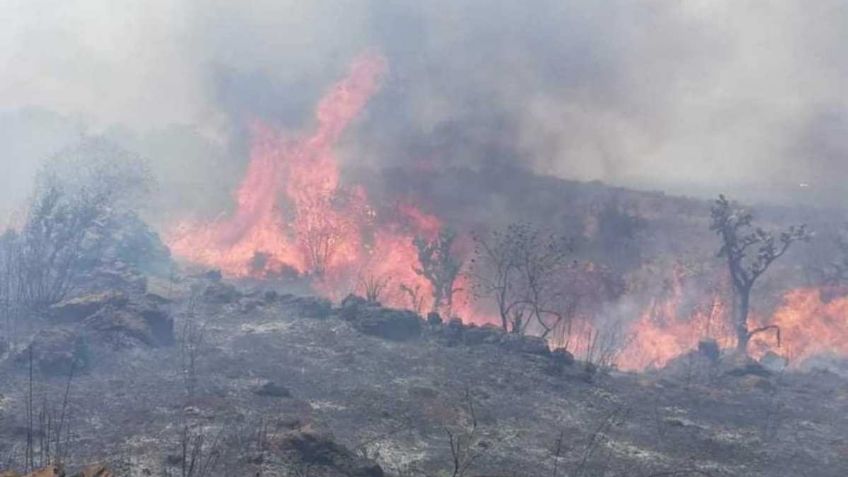 Fuego arrasa con 100 hectáreas en la biósfera de "El Cielo" en Tamaulipas