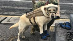 La perrita Frida está delicada de salud; ¿Qué tiene la heroína rescatista del sismo del 2017?