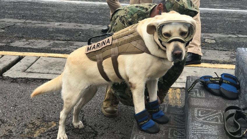 La perrita Frida está delicada de salud; ¿Qué tiene la heroína rescatista del sismo del 2017?