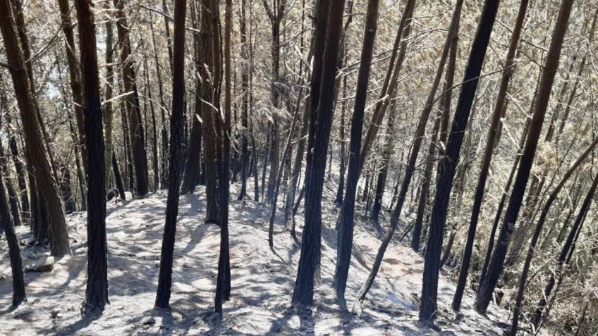 Incendio consume 80 hectáreas de bosque en Veracruz