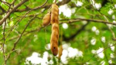 ¿Qué pasa en mi cuerpo si bebo agua de tamarindo todos los días?