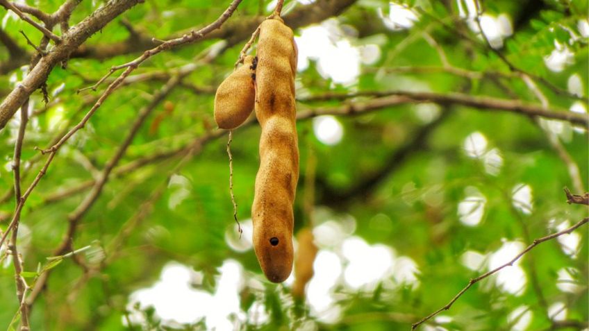 ¿Qué pasa en mi cuerpo si bebo agua de tamarindo todos los días?