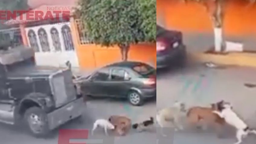 El indignante momento en que un tráiler aplasta con alevosía a una manada de perros en Querétaro