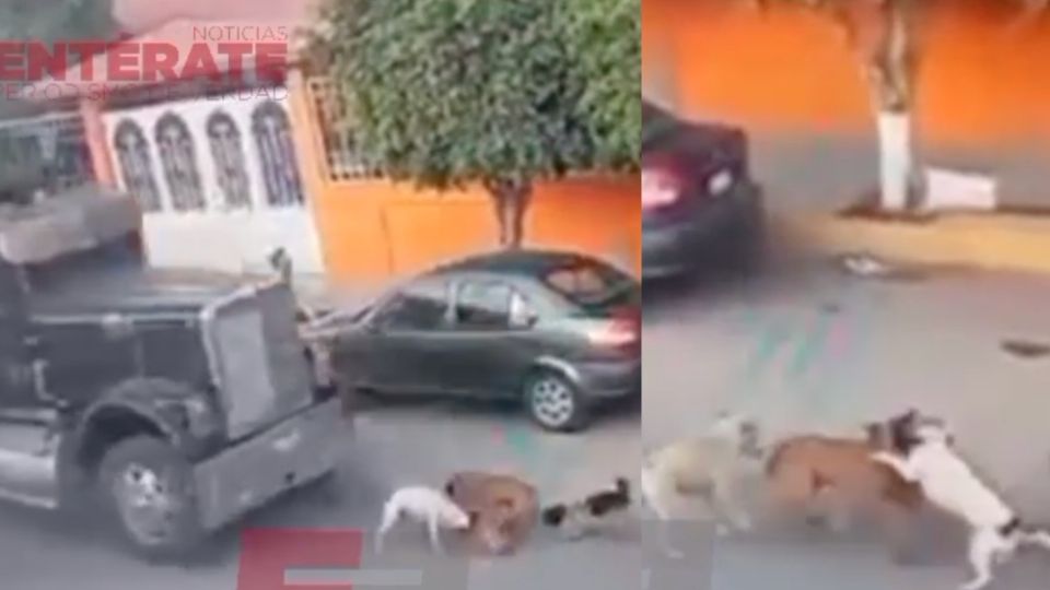 El video se volvió viral en las redes sociales. FOTO: Especial