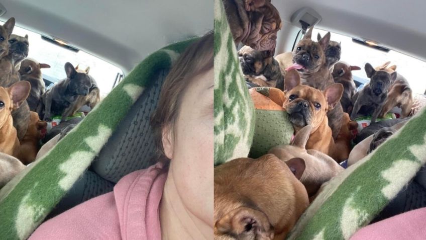 Mujer rescata a 20 perritos y huye con ellos de la guerra en Ucrania: su historial se vuelve VIRAL