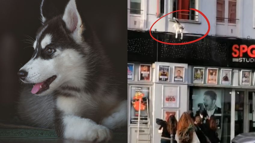 ¡Más vidas que un gato! Perro husky se lanza de un balcón, se levanta y casi lo atropellan