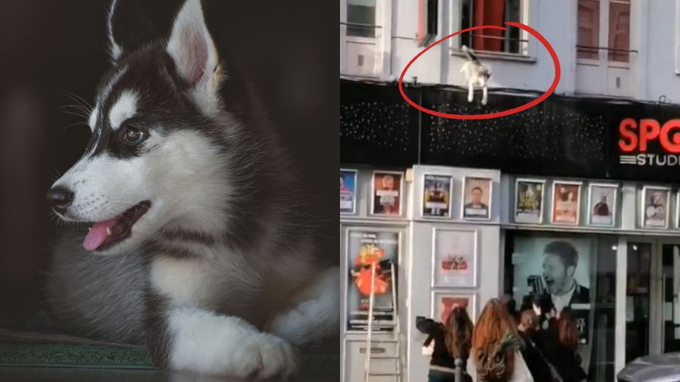 Inesperadamente, un perro husky se lanzó por la ventana de un departamento