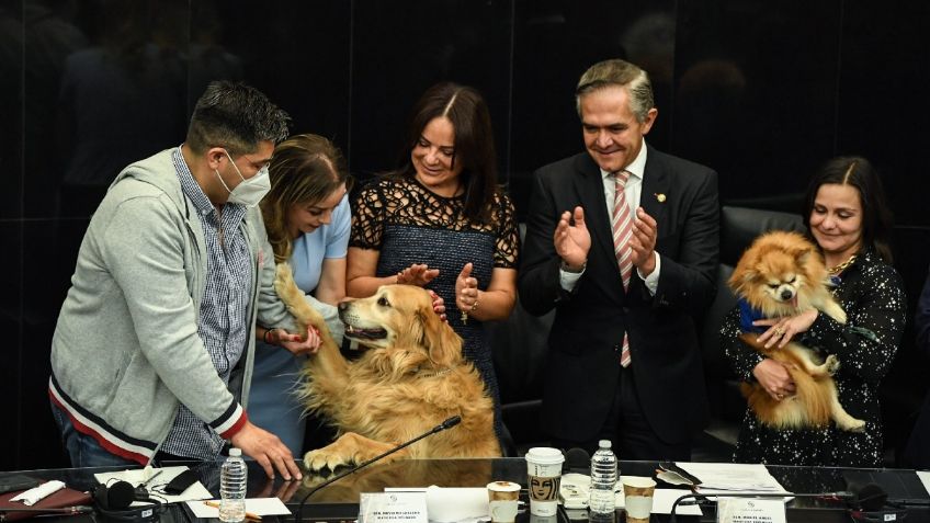 Senadores proponen legislar en contra del maltrato animal; incorporarían sanciones en el Código Penal