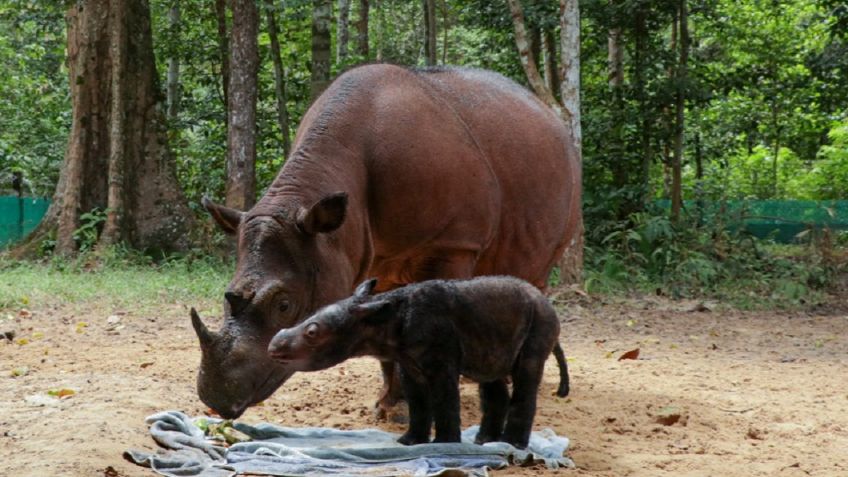 Rinoceronte en peligro de extinción da esperanza con nacimiento de cría